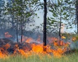 Площадь лесных пожаров в Красноярском крае увеличилась до 1300 га | ngs24.ru