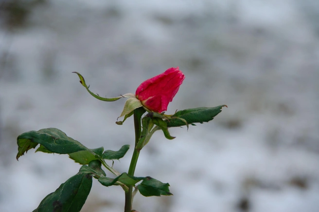 Морозы и снег не остановили цветение роз на курорте | Источник: Оксана Витязь / SOCHI1.RU