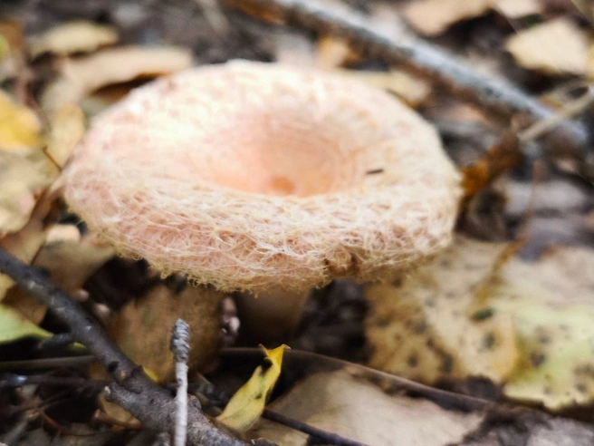 Зато удалось сделать фото  | Источник: Грибы. Ягоды. Травы. Челябинск и область. / Vk.com