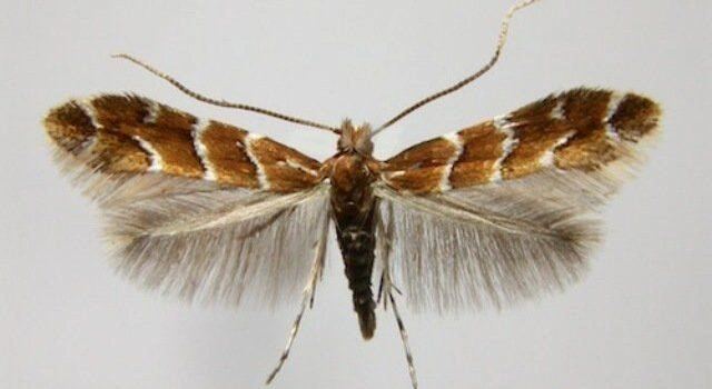 Cameraria ohridella | Источник: ФГБУ Россельхозцентр