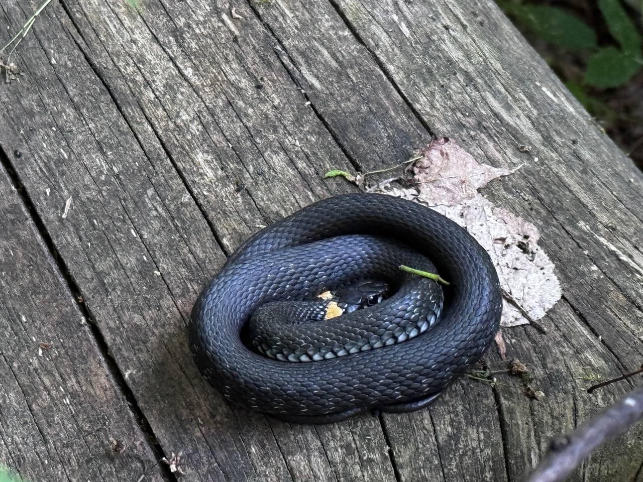 На это место так и тянет змей! Где они могут поселиться на огороде в Архангельской области