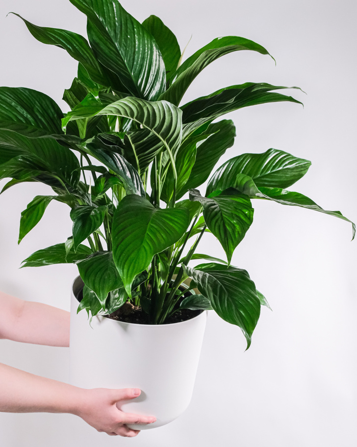 10 комнатных растений, которые очищают воздух | myDecor