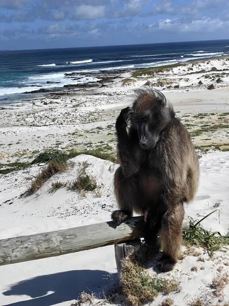 Африканская обезьяна о чем-то задумалась | Источник: Лена Михеева / Vk.com