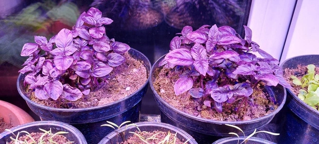 Лучше всего размещать свои посадки на стеллаже | Источник: Борис Борисов