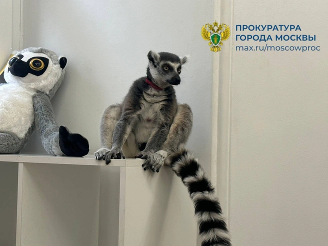 Источник: Прокуратура Москвы