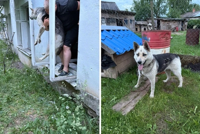 В Угличе из заброшенного дома спасли собаку, вторая погибла