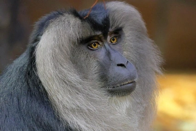 Макак Леонс освоился в Минском зоопарке