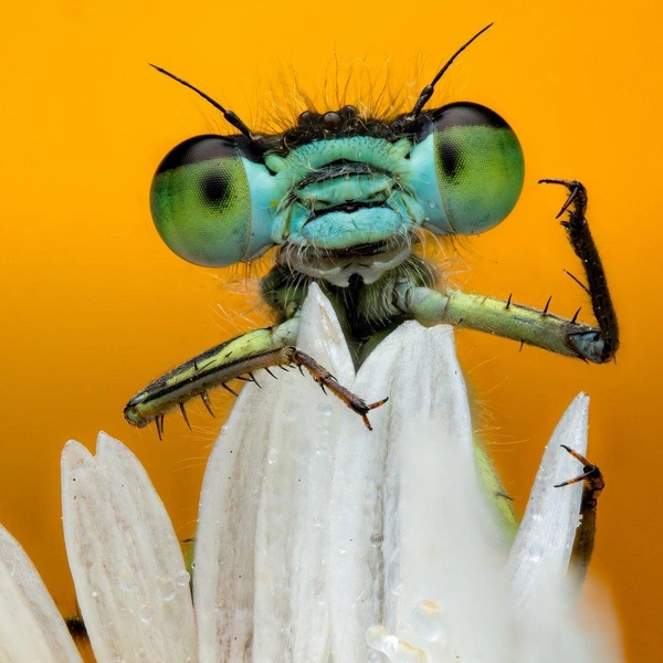 Второе место в номинации «Поведение: беспозвоночные» | Источник: Rory J Lewis / World Nature Photography Awards 2025