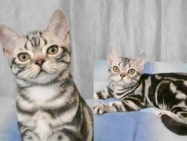 Питомник выставил на продажу самца по имени Царь и самку Фабби. | Источник: Avito