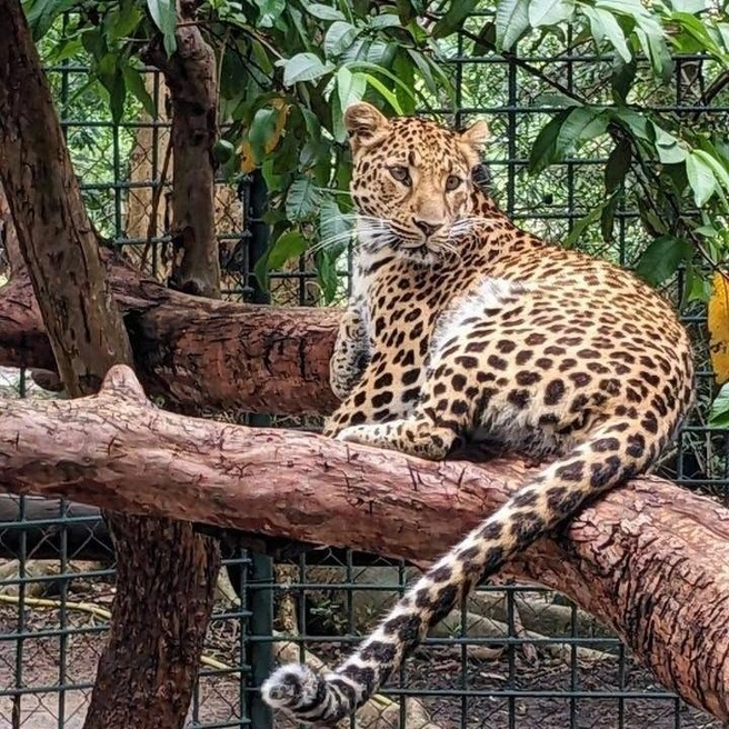 В Танзании немощный котенок леопарда окончательно превратился в изящную пантеру | Источник: Приют диких животных «Спаси меня» / Vk.com