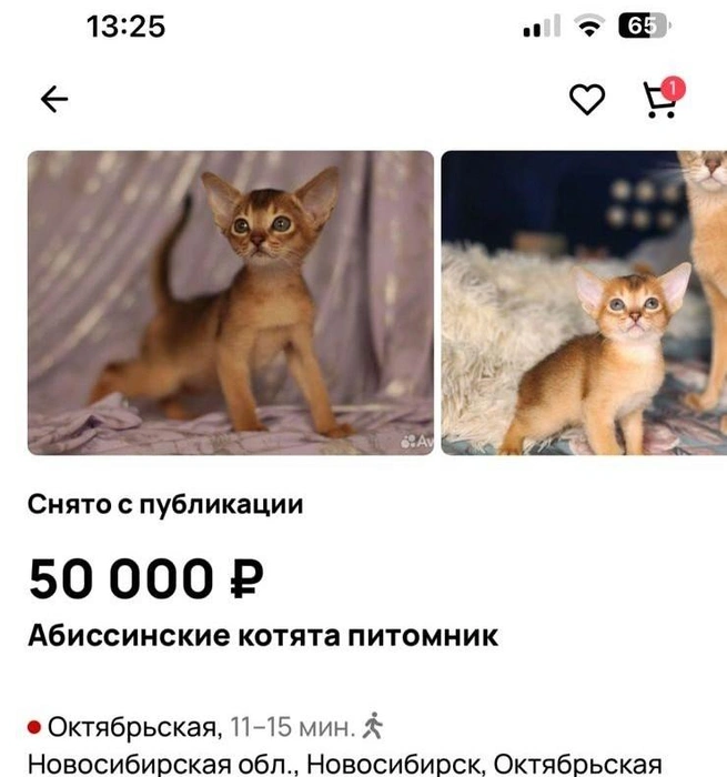 Котят Дарья продавала дорого, но сейчас все объявления сняты | Источник: Предоставила Алла
