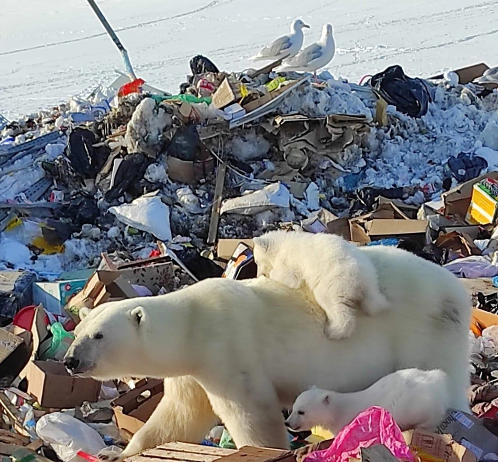 На свалке Новой Земли сфотографировали белых медведей с медвежатами - 27  марта 2023 - 29.ру