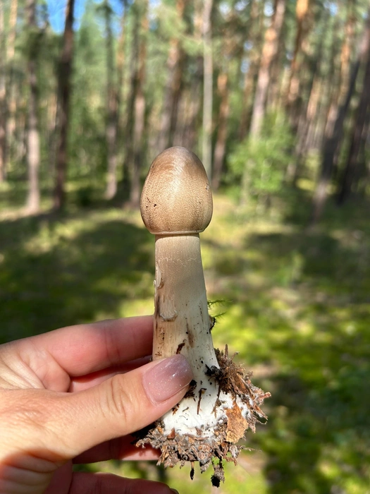 Ну и на закуску — зонтик-малыш от Екатерины, найден в Бузулукском бору | Источник: Грибы и Грибники Самарская область / Vk.com 