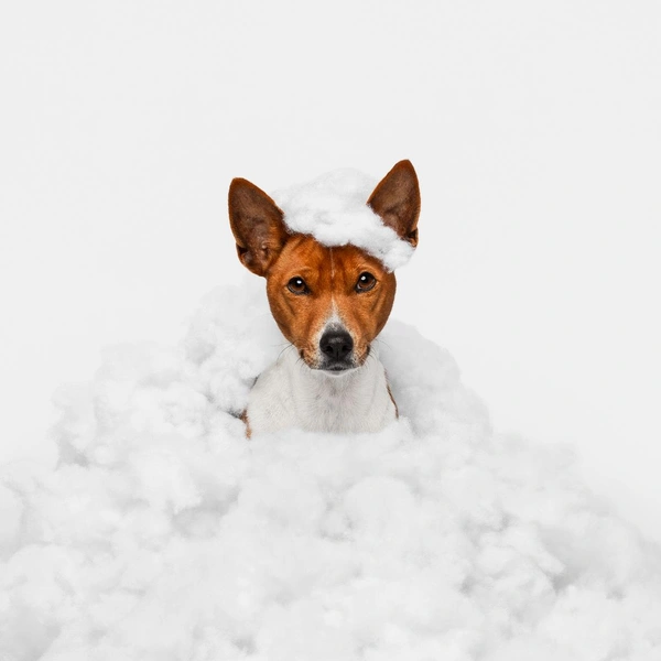 Источник: International Pet Photography Awards