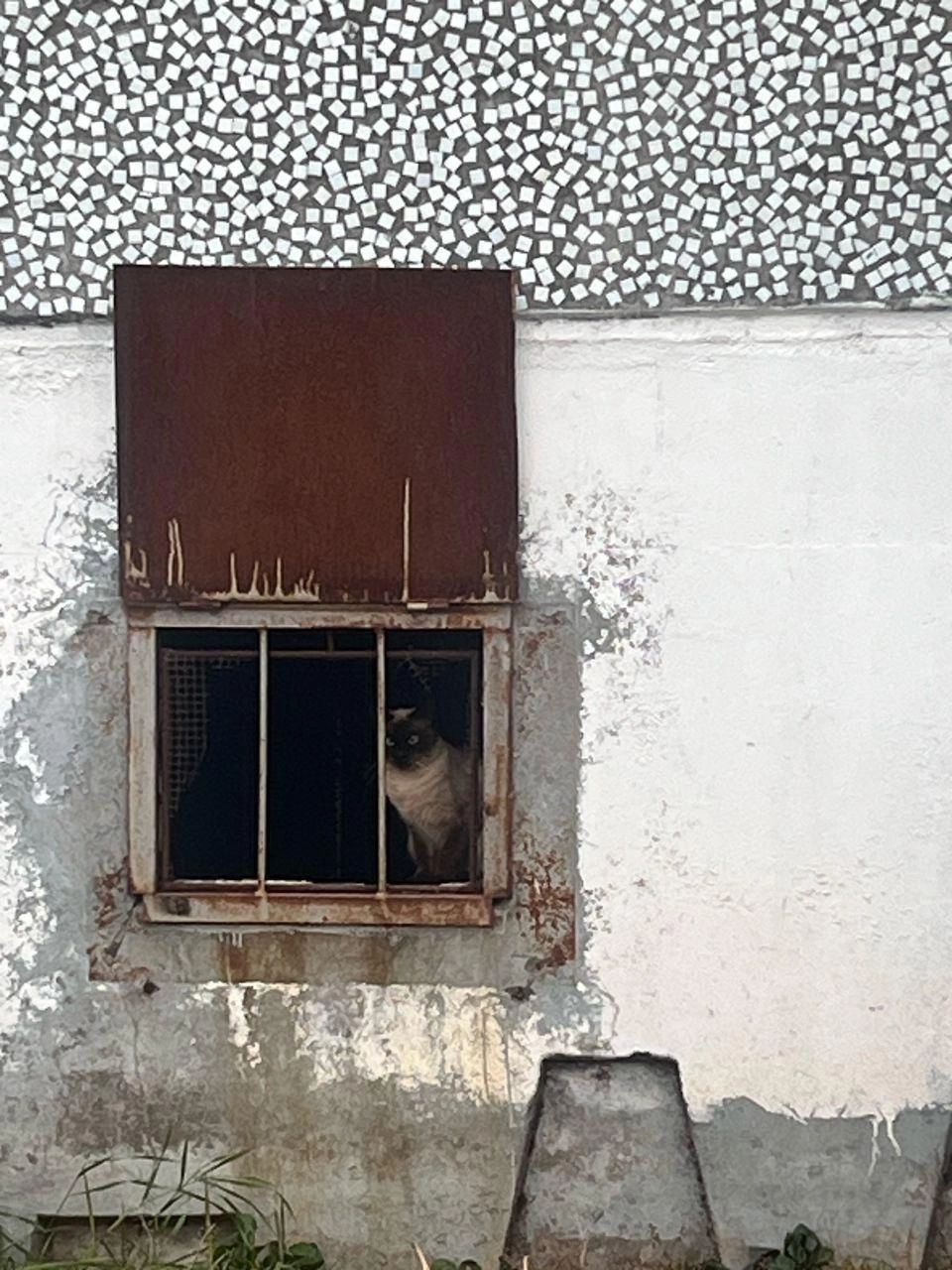 Какое-то время животное находилось в стрессе и холоде | Источник: Наталья Грунтенко