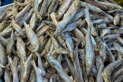 Vladivostok's Winter Smelt: Scarcity and Market Prices