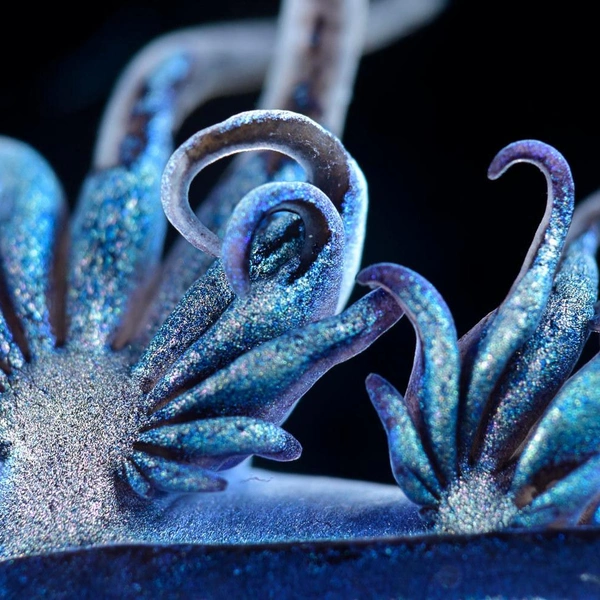Финалист конкурса. Брюхоногий моллюск Glaucus atlanticus | Источник: Solvin Zankl / Nikon Small World 2025