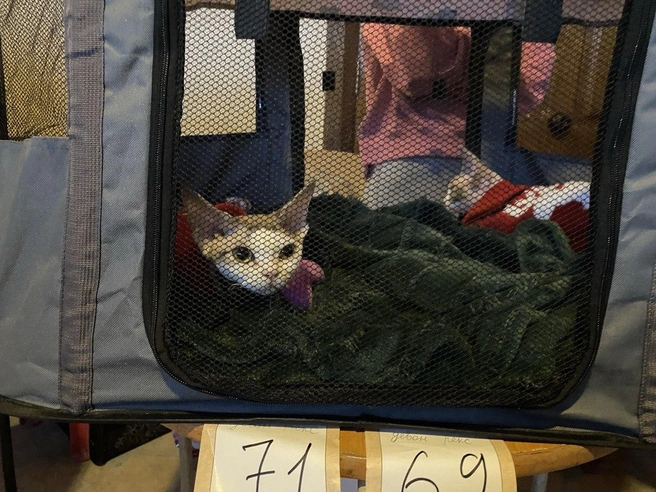 Кошки породы девон-рекс в Барнауле достаточно редки | Источник: Ирина Господаренко / NGS22.RU