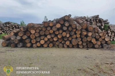 С Приморских контрабандистов леса взыскали 121 млн рублей