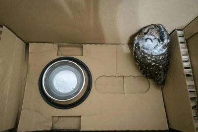 Yekaterinburg Man Saves Endangered Owl Attacked by Crows