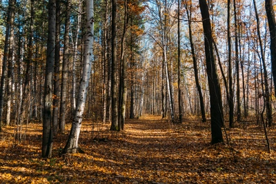 Незаконные рубки леса в Омской области