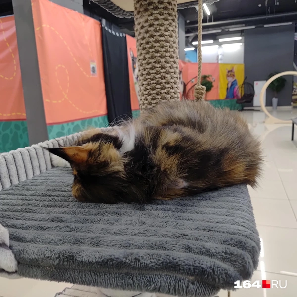 Источник: Сергей Гендин / 164.RU