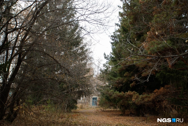 Территорию лагеря со временем захватывают деревья и кустарники | Источник: Андрей Бортко / NGS.RU