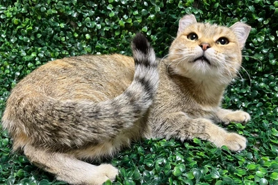 Кошка Иня с необычной внешностью ищет дом в Новосибирске