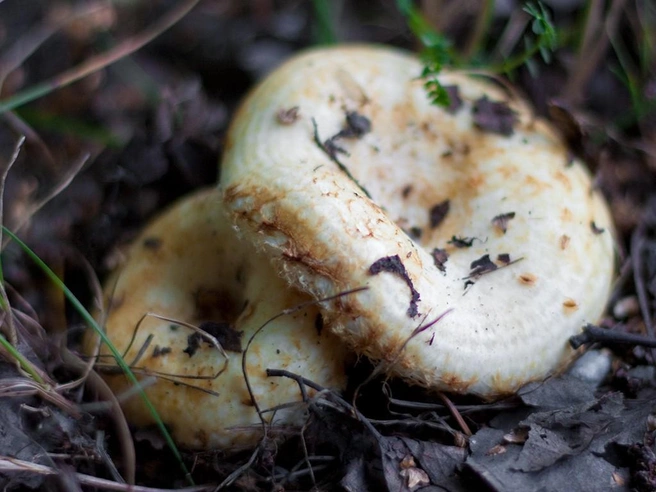 Грузди в этом году собрать непросто — многие переросли | Источник: mycology.su