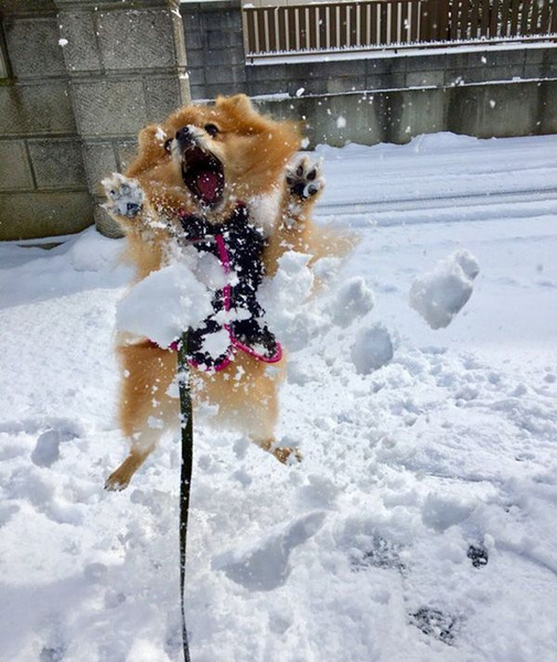 7 советов по подготовке собаки к зиме