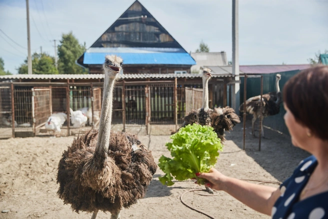 Питаются страусы как и остальные птицы, только в день съедают ведро корма | Источник: Александр Ощепков / NGS.RU