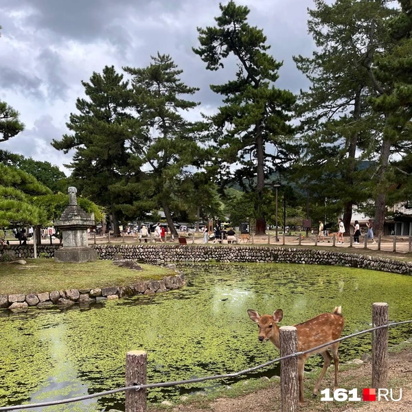 Источник: читатель 161.RU