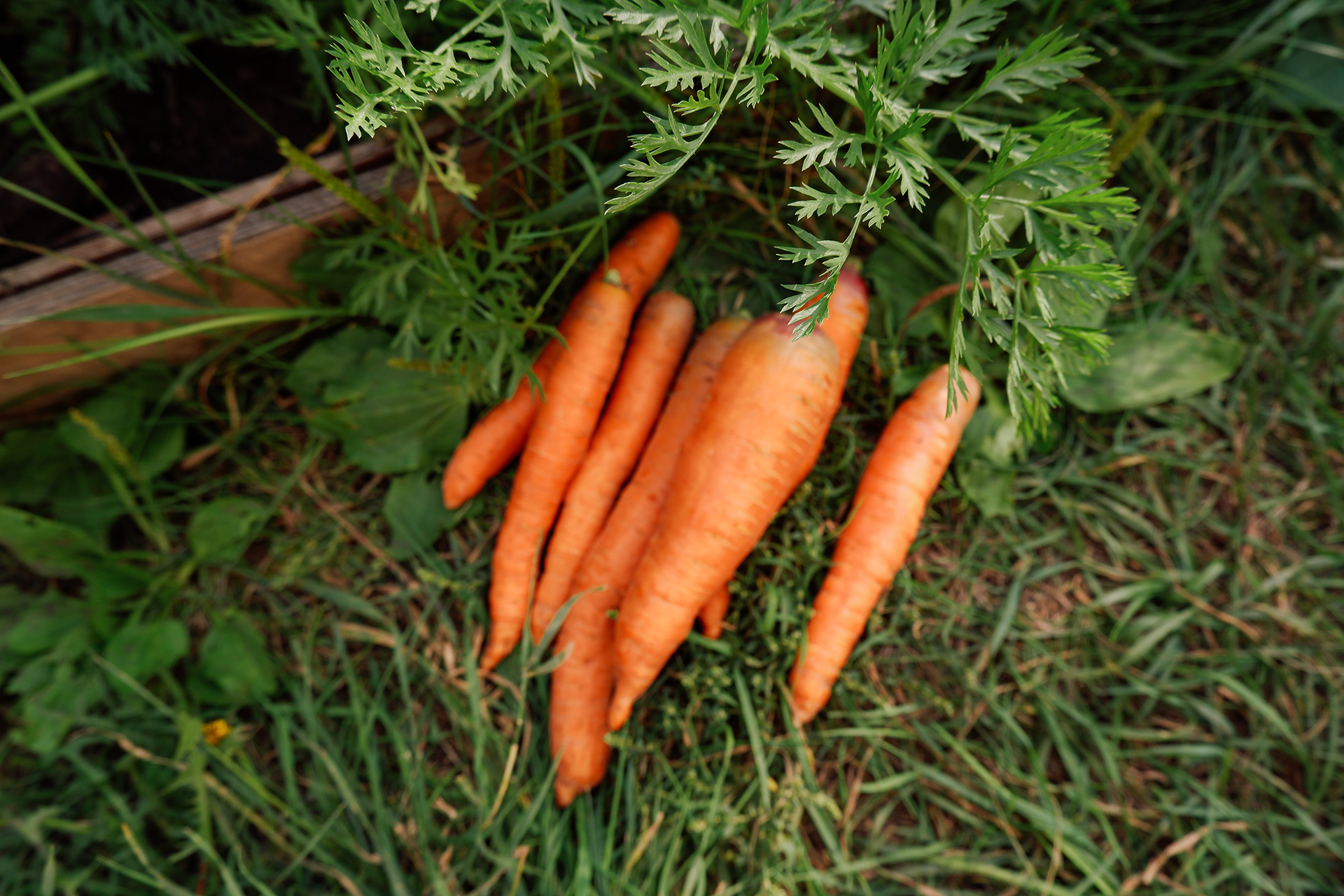 Улучшает зрение и разглаживает морщинки. Эксперт рассказала, как богатый состав делает морковку суперфудом