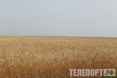 «АмурАгроФорум»: сельское хозяйство, бизнес, власть и наука
