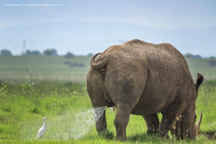 Самые курьезные снимки за всю историю конкурса Comedy Wildlife Photography Awards