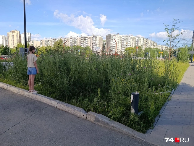 Для наглядности Екатерина сфотографировала рядом с зарослями дочку  | Источник: читатель 74.RU