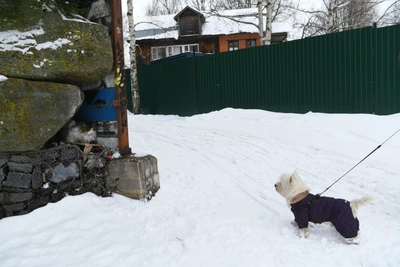 Тюменские волонтеры сообщают о росте числа брошенных животных