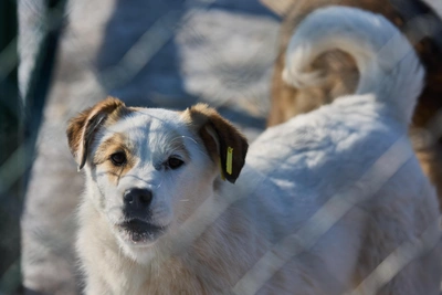 Узловский район выплатит 30 тысяч за укус бездомной собаки