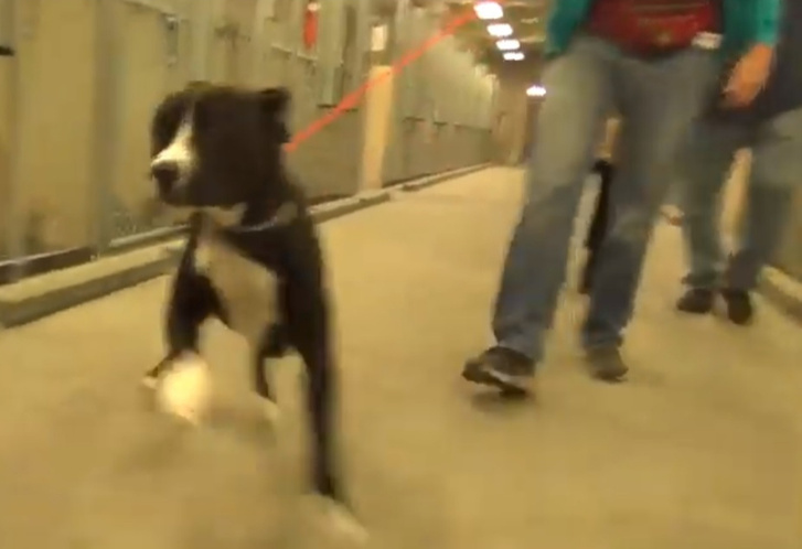 Фото №1 - Реакция пса Бенни, который только что узнал, что его забирают из приюта домой (видео)