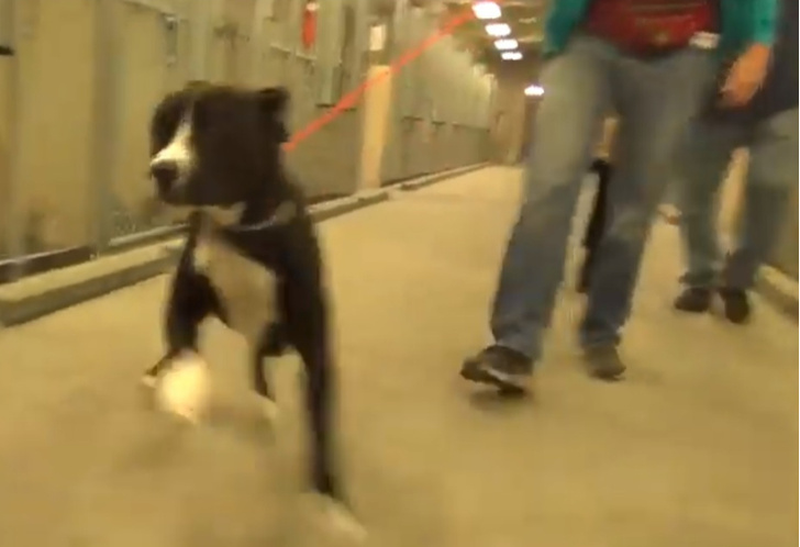Реакция пса Бенни, который только что узнал, что его забирают из приюта домой (видео)