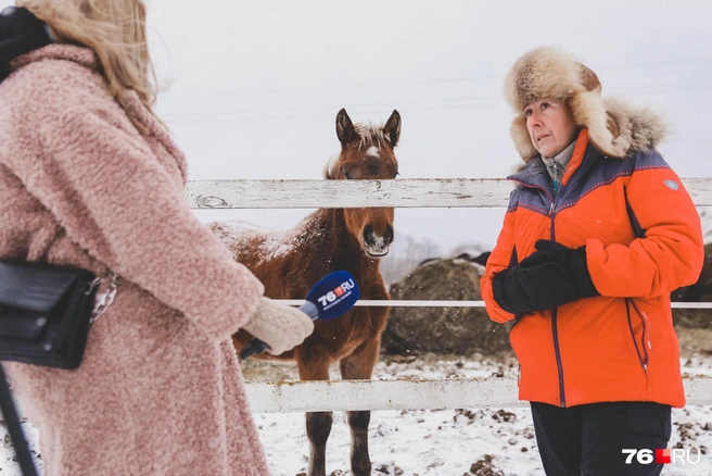 Во время разговора лошади несколько раз подходили к забору и с интересом поглядывали на камеру | Источник: Алёна Косточкина / 76.RU