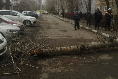Orenburg Management Company Fined After Tree Fall Injures Woman