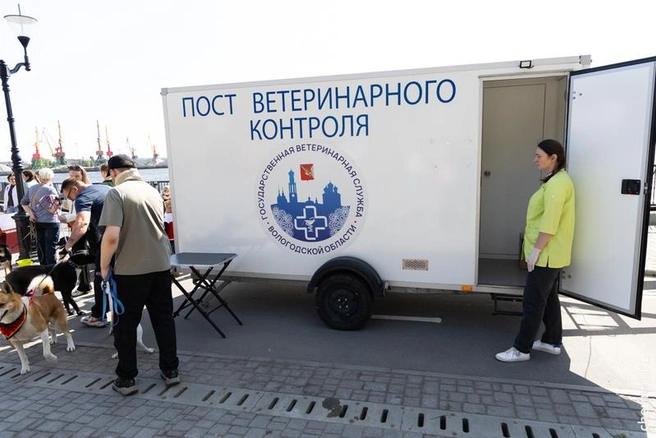 Источник: st.cherinfo.ru