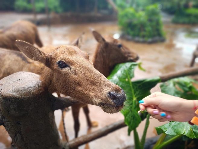 Дикое животное можно погладить и покормить | Источник: предоставлено героями публикации