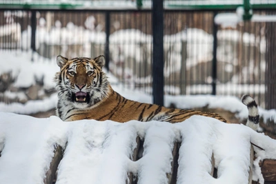 В Иркутск придут крещенские морозы