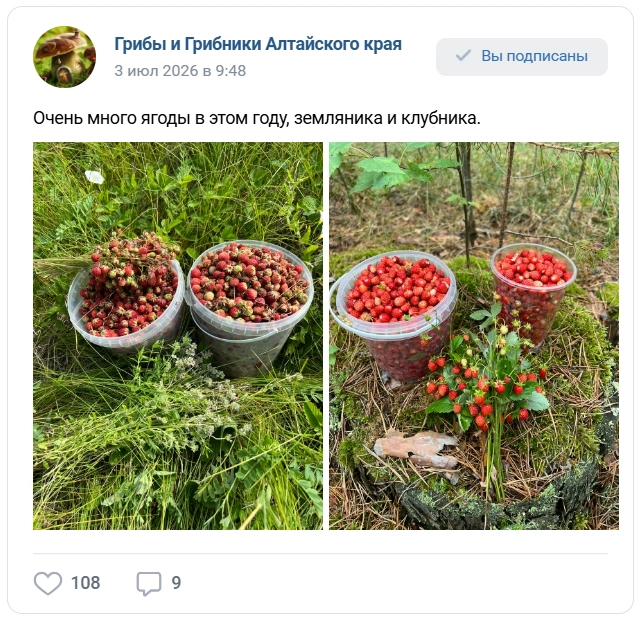 В этом году в алтайских лесах много клубники и земляники | Источник: «Грибы и грибники Алтайского края»