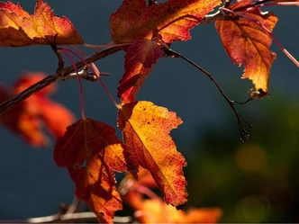 Тест: Какой вы свет в осенних сумерках? | Источник: LSF Photography LLC/Shutterstock/Fotodom.ru