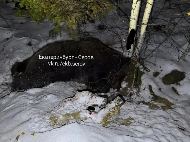 Медведь под Екатеринбургом раскурочил 11 машин — фотографии пугают | Источник: Екатеринбург — Серов / ВКонтакте