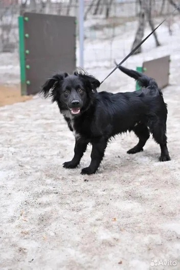 Малышу около 7 месяцев | Источник: сайт «Авито»