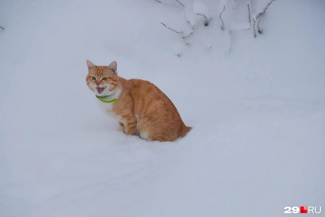 Зима подкралась незаметно | Источник: Иван Митюшёв / 29.RU
